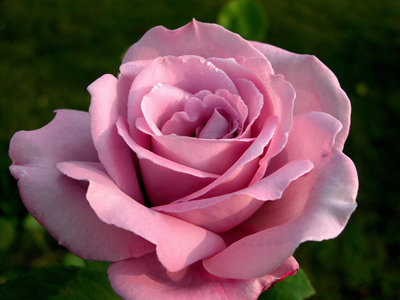 rose_119.jpg